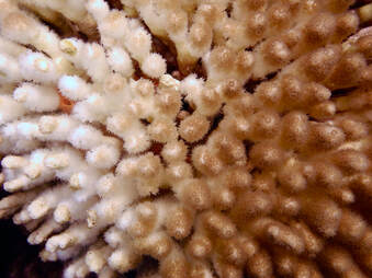 A yellow pencil coral has bleached white polyps on one side with some dead portions of coral while the other side still has not yet bleached.